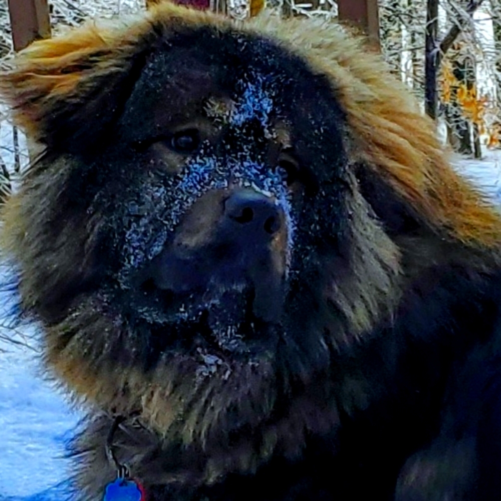 Meet your Posher, Susan